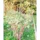 Tuteur à Cerceau GM Réglable Treillis de Jardin Guide pour Fleurs Plantes Extérieur en Fer Forgé Gris Anthracite