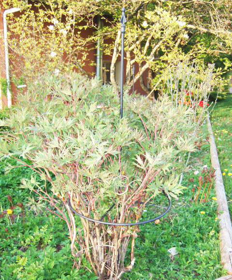Tuteur en fer brut - Fleur de coeurs D. 38cm Tuteur en fer brut - Fleur de coeurs D. 38cm