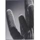 Tableau Cactus Athezza Impression sur Toile Brillante Décoration Murale 100x140cm