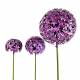 Fleur d'Allium sur Tige Décoration Florale pour Jardin Massif ou Pot de Fleur en Acier Coloré Vert et Violet 30x30x137cm