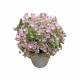 Lot de 4 Fausses Plantes Ensemble de 4 Pots de Fleurs Décoratives en Plastique Plantes Artificielles