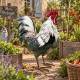 Coq Léonard en Acier Coloré Animal Décoratif Sculpture de Jardin Décoration Campagne 17x36x40cm