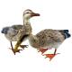 Canard Gerry en Acier Coloré Animal de Jardin Décoration Extérieur Style Campagne 18x21x48cm