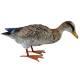 Canard Gerry en Acier Coloré Animal de Jardin Décoration Extérieur Style Campagne 18x21x48cm